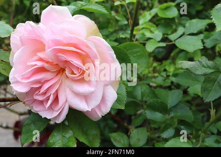 Rosa ‘Heritage’ (S) Rose Heritage – vollständig doppelt so große, rosa Rosen, die zu Weiß werden, Mai, England, Großbritannien Stockfoto