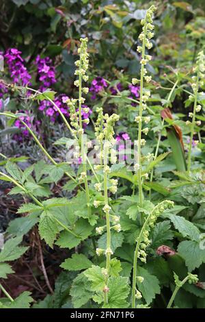 Tellima grandiflora ‘Forest Frost’ Fringecups Forest Frost – weiße und rosa Blüten aus großen grünen Blüten, Mai, England, Großbritannien Stockfoto