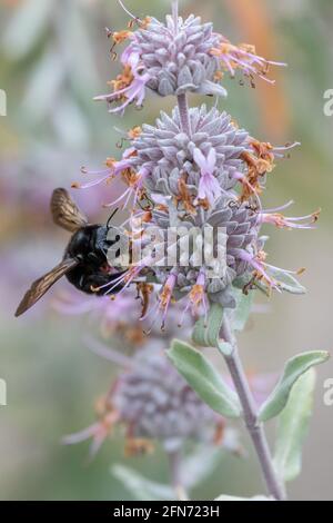 Große Zimmermannsbiene extrahiert Pollen aus Wildblumen in der Mündung, während sie zart auf den Pedalen sitzt. Stockfoto