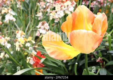 Tulipa ‘Daydream’ Darwin Hybrid 4 Daydream Tulpe - weiche Aprikosenblüten, orangefarbene innere Blütenblätter, feiner roter Umriss, Mai, England, VEREINIGTES KÖNIGREICH Stockfoto