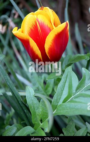 Tulipa ‘Reputation’ Triumph Tulpe 3 Reputation Tulpe – tiefrote Blüten, breite gelbe Ränder, lila Stamm, Mai, England, VEREINIGTES KÖNIGREICH Stockfoto