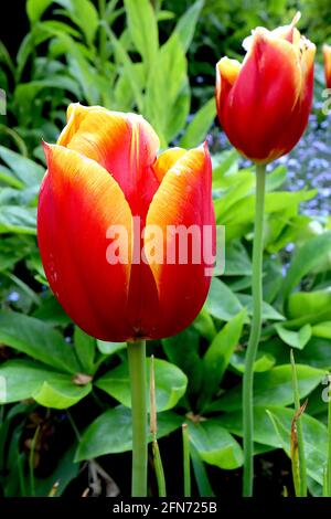 Tulipa ‘Reputation’ Triumph Tulpe 3 Reputation Tulpe – tiefrote Blüten, breite gelbe Ränder, lila Stamm, Mai, England, VEREINIGTES KÖNIGREICH Stockfoto