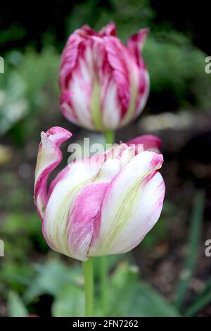 Tulipa / Tulip ‘Flaming Spring Green’ Viridiflora 8 Weiße Blüten mit unregelmäßigen dunklen und hellen Streifen, hellgrüner Zentralstreifen, Mai, England, UK Stockfoto