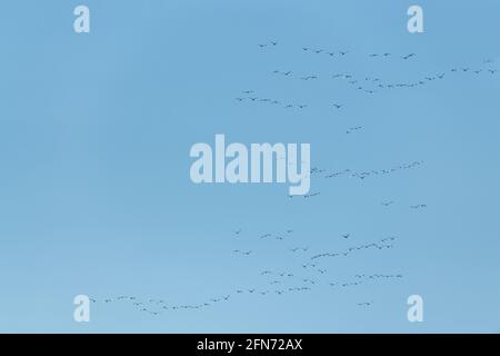 Perfekter blauer Himmel mit einem riesigen Vogelschwarm, der umkreist, fliegt und darüber schweben. Aufgenommen im April, während ihrer Migration. Stockfoto