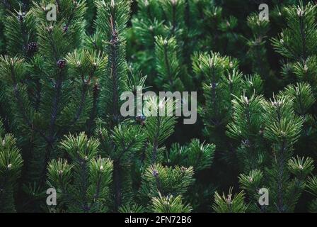 Strauch Bergkiefer - Pinus mugo, Nahaufnahme Stockfoto