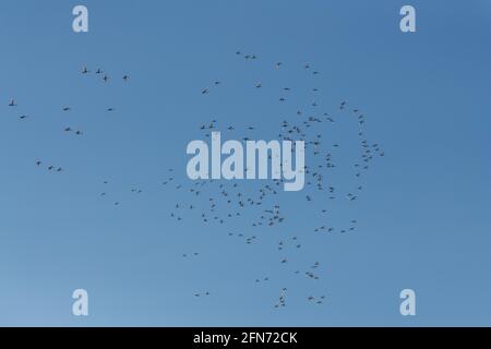 Perfekter blauer Himmel mit einem riesigen Vogelschwarm, der umkreist, fliegt und darüber schweben. Aufgenommen im April, während ihrer Migration. Stockfoto