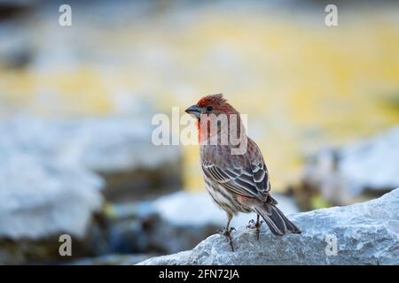 Hausfink, (Haemorhous mexicanus), Vogel, im Frühling Stockfoto