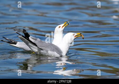 Ringelmöwe, Paar Möwen, Vögel, Gemeine Möwe, (Larus delawarensis), Im Frühjahr Stockfoto
