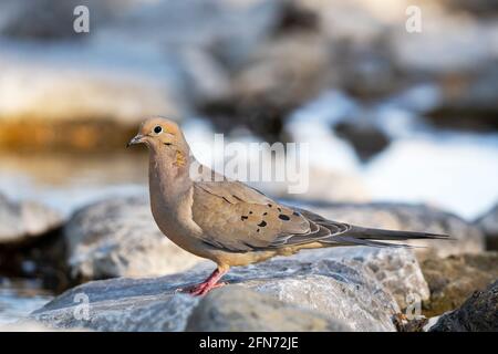 Trauertaube, (Zenaida macroura), Vogel im Frühling Stockfoto