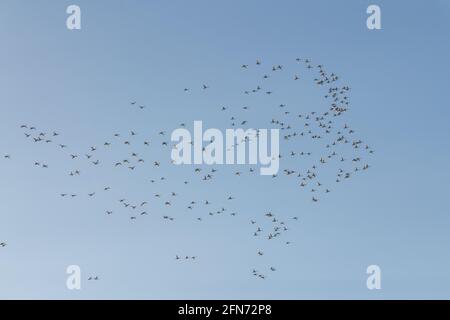 Perfekter blauer Himmel mit einem riesigen Vogelschwarm, der umkreist, fliegt und darüber schweben. Aufgenommen im April, während ihrer Migration. Stockfoto