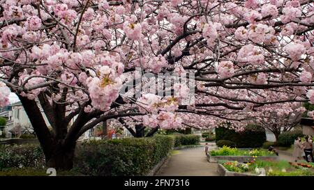 Im Frühling in Kanagawa in Japan wurden in einem niedrigen Winkel rosa Kirschblüten-Sakura-Bäume mit Blütenblättern aus der Perspektive eines strahlenden Himmels isoliert. Stockfoto