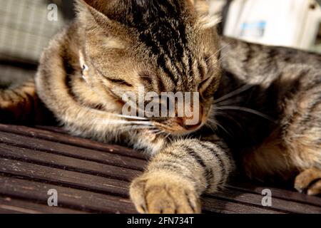 Nahaufnahme einer weichen, niedlichen, braun gestreiften Katze, die leckt Seinen Fuß Stockfoto