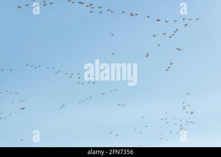 Perfekter blauer Himmel mit einem riesigen Vogelschwarm, der umkreist, fliegt und darüber schweben. Aufgenommen im April, während ihrer Migration. Stockfoto