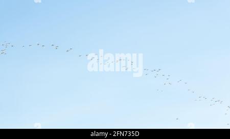 Perfekter blauer Himmel mit einem riesigen Vogelschwarm, der umkreist, fliegt und darüber schweben. Aufgenommen im April, während ihrer Migration. Stockfoto