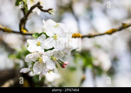 Nahaufnahme der weißen Kirschblüten auf einem Baum Stockfoto