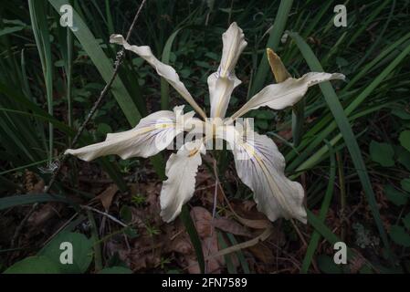 Long Tubed Iris (Iris macrosiphon) eine Wildblume, die im Wald der Santa Cruz Berge in der San Francisco Bay Region in Kalifornien wächst. Stockfoto