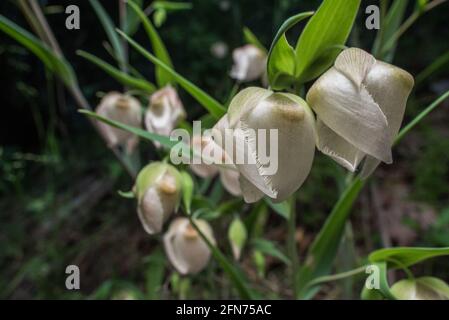 Die weiße Feenlaterne Blume (Calochortus albus), eine Art Globenlilie, stammt aus Kalifornien und wächst dort in den Wäldern. Stockfoto