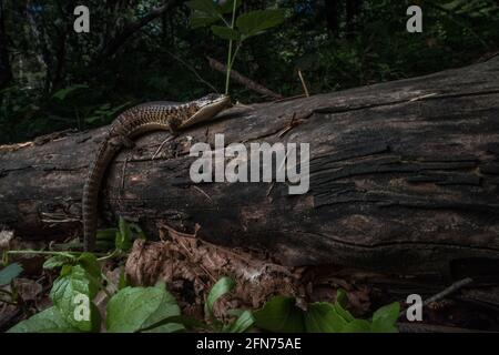 San Francisco Alligatoreidechse (Elgaria coerulea coerulea) eine Unterart der nördlichen Alligatoreidechse. Im Wald der Santa Cruz Berge. Stockfoto