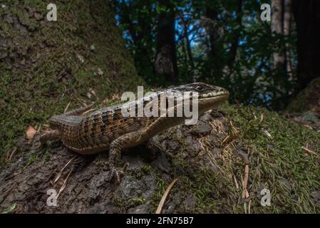 San Francisco Alligatoreidechse (Elgaria coerulea coerulea) eine Unterart der nördlichen Alligatoreidechse. Im Wald der Santa Cruz Berge. Stockfoto