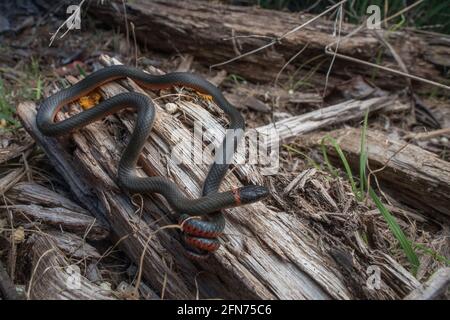 Eine pazifische Ringhalsschlange - Diadophis punctatus amabilis aus den Bergen von Santa Cruz in der San Francisco Bay Area in Kalifornien. Stockfoto