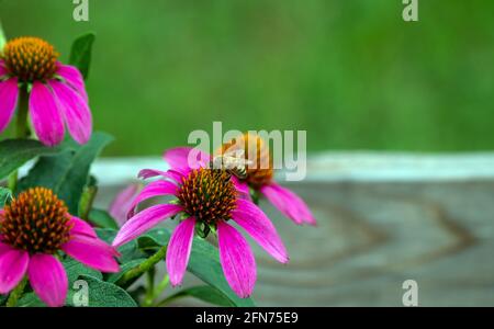 Eine Honigbiene sammelt Pollen von einer hübschen violetten Konelblume in einem Garten in Missouri. Ein schöner Bokeh-Effekt lenkt die Aufmerksamkeit auf das Insekt. Stockfoto