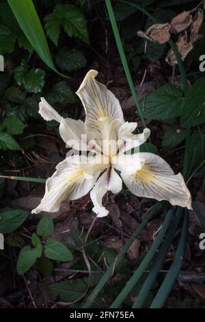 Long Tubed Iris (Iris macrosiphon) eine Wildblume, die im Wald der Santa Cruz Berge in der San Francisco Bay Region in Kalifornien wächst. Stockfoto