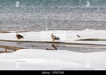 Zwei Adler, die im frühen Frühjahr am Rand eines eisigen Schelfeises im Norden Kanadas mit ihren Flügeln stehen. Eltern und Baby, Adler mit Füßen, Flügel. Stockfoto