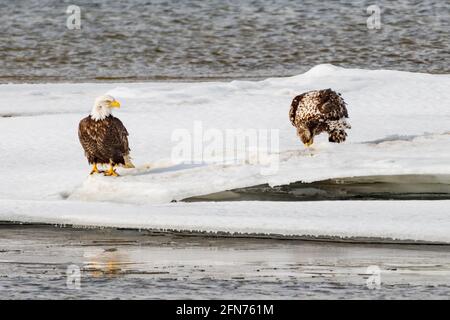 Zwei Adler, die im frühen Frühjahr am Rand eines eisigen Schelfeises im Norden Kanadas mit ihren Flügeln stehen. Eltern und Baby, Adler mit Füßen, Flügel. Stockfoto