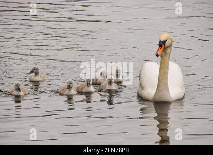 London, Großbritannien. Mai 2021. Ein stummer Schwan und eine Woche alte Cygnets im See im St James's Park im Zentrum von London. (Foto: Vuk Valcic/SOPA Images/Sipa USA) Quelle: SIPA USA/Alamy Live News Stockfoto