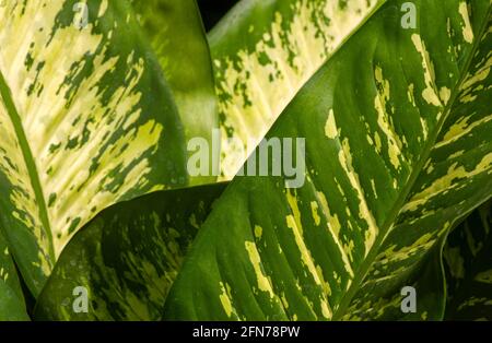 Aglonema Snow White Leaves, eine Zierpflanze, die auch als Königin der Pflanzen bekannt ist, wählte den Fokus. Natürlicher Hintergrund Stockfoto