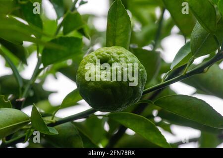 Zitrushystrix, die sogenannte Kaffir-Limette, ist eine Zitrusfrucht, die im tropischen Südostasien und Südchina beheimatet ist. Ausgewählter Fokus Stockfoto