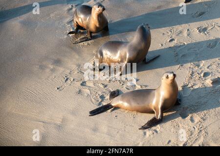 Kappelzrobben. Wildlife-Konzept mit Seelöwen. Stockfoto