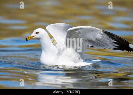 Ringschnabelmöwe, Möwe, Vogel, Gemeine Möwe, (Larus delawarensis) , Im Frühling Stockfoto