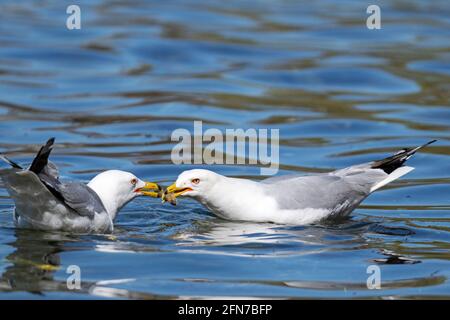 Ringelmöwe, Paar Möwen, Vögel, Möwe, ( Larus delawarensis), im Frühling Stockfoto