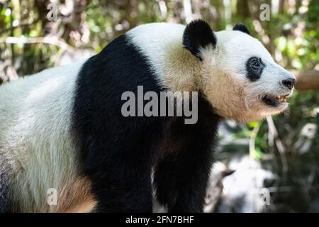 Riesiger Pandabär (Ailuropoda melanoleuca) im Zoo Atlanta in Atlanta, Georgia. (USA) Stockfoto