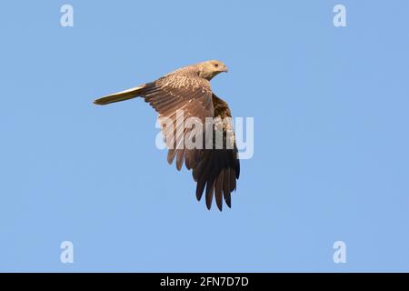 Ein Pfeifkite (Haliastur sphenurus) im Flug in NSW, Australien Stockfoto