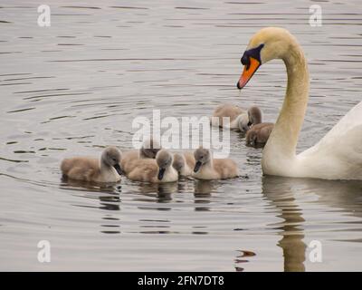 London, Großbritannien. Mai 2021. Ein stummer Schwan und eine Woche alte Cygnets im See im St James's Park im Zentrum von London. Kredit: SOPA Images Limited/Alamy Live Nachrichten Stockfoto