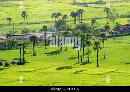 Grünes Reisfeld mit Palmyra-Palme in Chiang Mai, Thailand Stockfoto