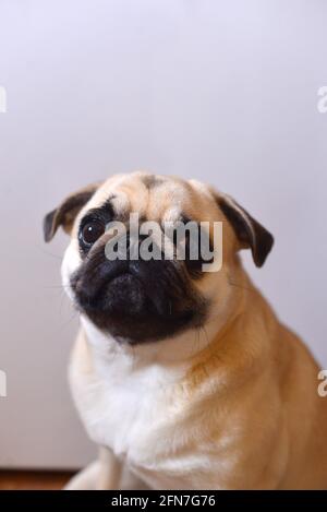 Portrait von Mops Hund auf weißem Hintergrund Stockfoto