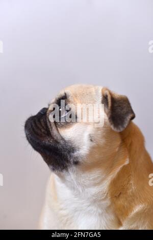 Portrait von Mops Hund auf weißem Hintergrund Stockfoto