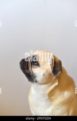 Portrait von Mops Hund auf weißem Hintergrund Stockfoto