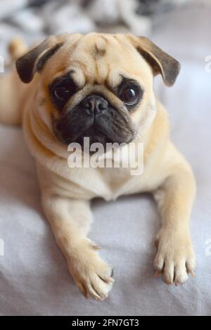 Portrait von Mops Hund auf weißem Hintergrund Stockfoto