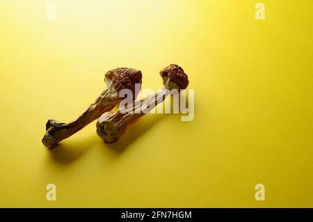 Mikrodosierkonzept. Trockene Psilocybin-Pilze auf hellgelbem Hintergrund. Nahaufnahme psychedelischer Pilze. Medizinische Verwendung. Stockfoto