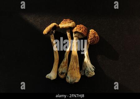 Getrocknete Psilocybe Cubensis Psilocybin-Pilze auf schwarzem Boden, flach liegend. Magische schäumen den Goldenen Lehrer. Psychedelisch inspiriert. Mikrodosierung concep Stockfoto