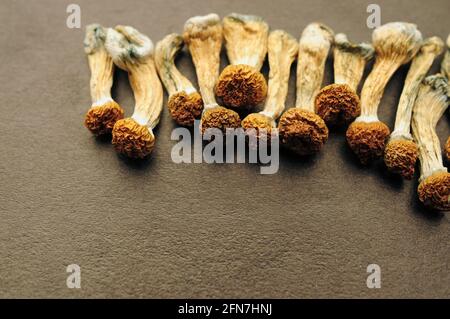 Getrocknetes Psilocybe cubensis auf schwarzem Hinterfransen, flaches Lay. Psilocybin-Pilze in der Reihe. Magie schäume den Goldenen Lehrer, spirituelle Erfahrung. Neu Stockfoto