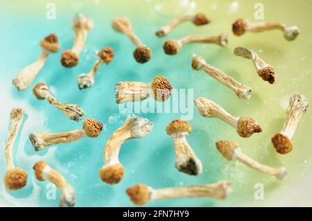 Muster von Psilocybin-Pilzen auf blauem Hintergrund. Psychedelische Zauberreise, kosmisches Bewusstsein. Getrockneter Psilocybe Cubensis Golden Teacher in Reihe, Isol Stockfoto