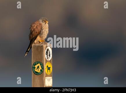 Ein wilder Kestrel (Falco tinnunculus) Auf einem Holzpfosten an der Küste von Pembrokeshire gelegen Pfad Stockfoto