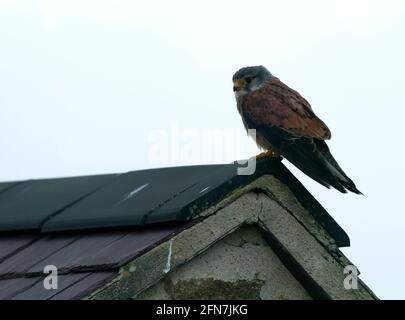 Ein wilder Kestrel (Falco tinnunculus), der auf einem Dach thront, Pembrokeshire Stockfoto