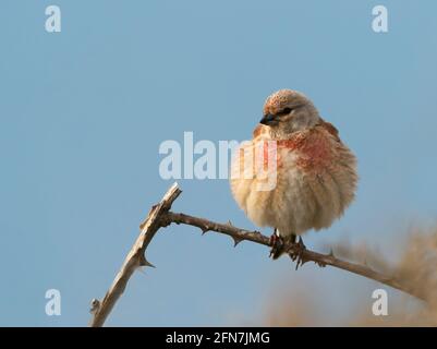 Ein männliches Linnet (Linaria cannabina) thront, Pembrokeshire Stockfoto