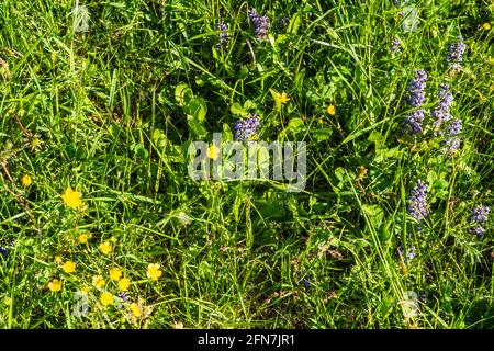 Waidhofen an der Ybbs: Blumen Kriechender Günsel (Ajuga reptans) und Scharfer Hahnenfuß (Ranunculus acris) auf der Wiese im Mostviertel, Niederösterreich Stockfoto